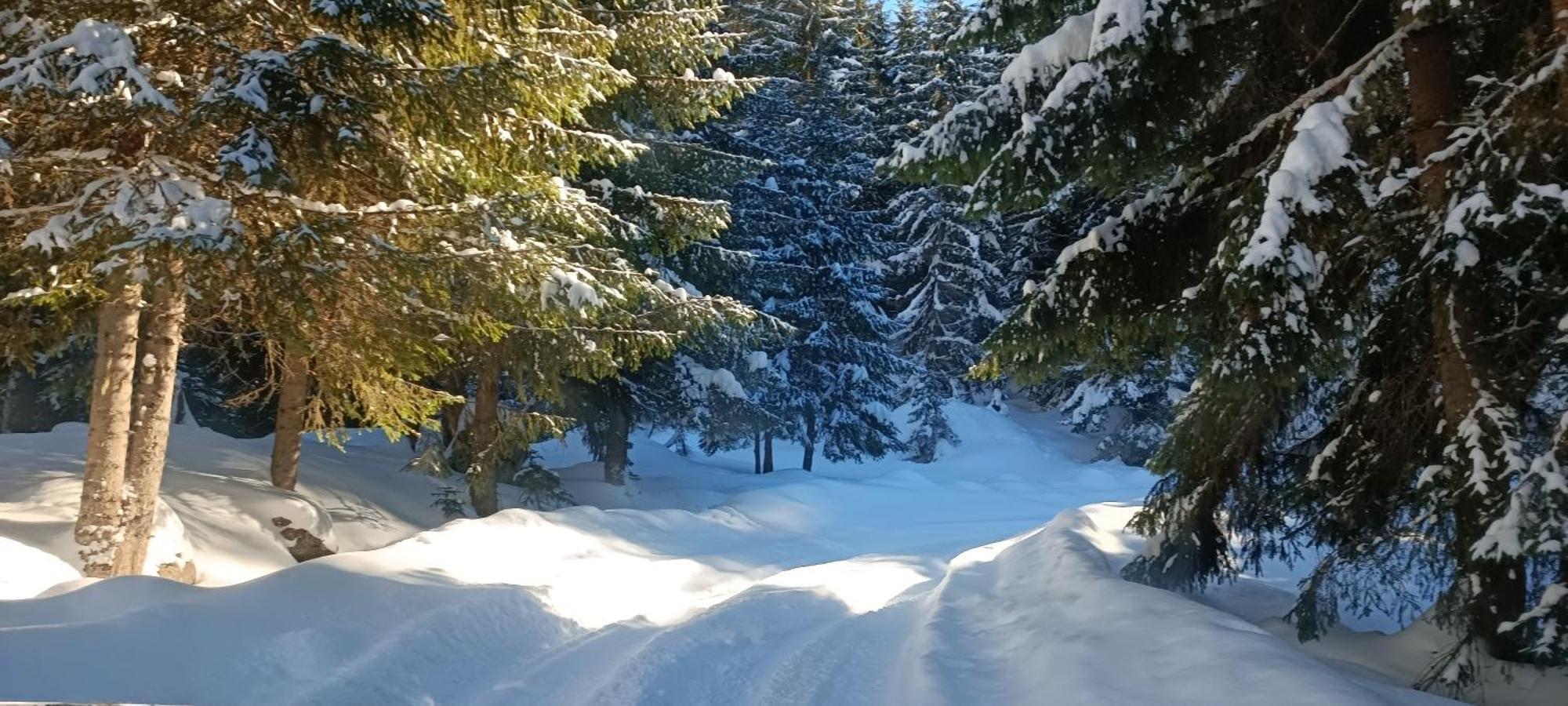 פלאב Pinetrees Lodge מראה חיצוני תמונה